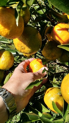 colheita de bergamota na Terra de Bennu